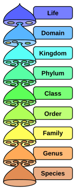 150px-Biological_classification_L_Pengo_vflip.svg.png