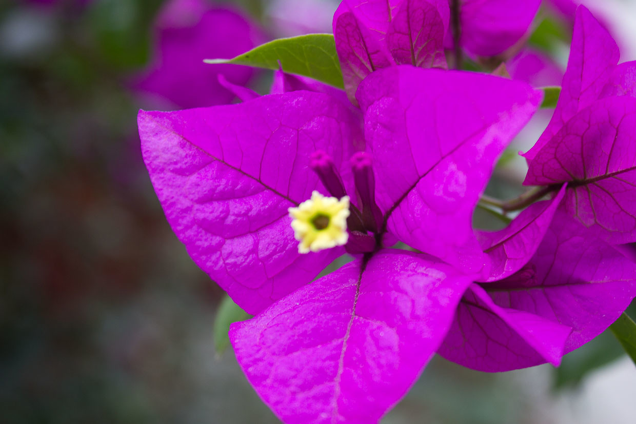 Tiger-Leaping-Gorge-Flower-pic.jpg