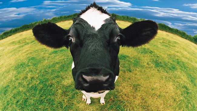 607271-cow.jpg