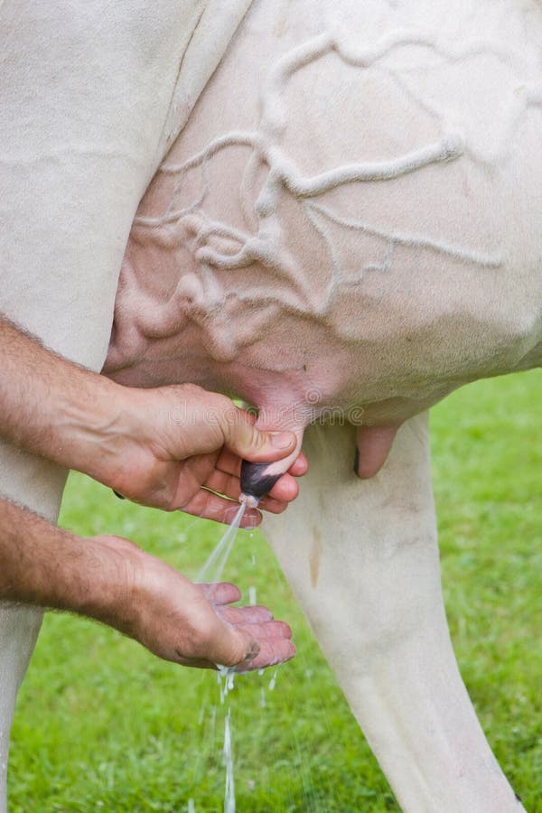 milking-cow-detail-udder-21229715.jpg