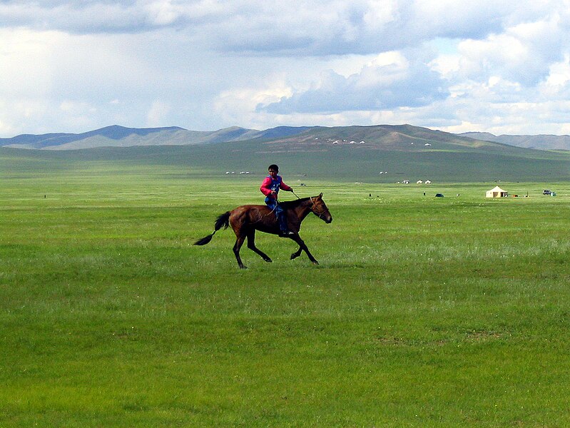 799px-Naadam_rider_2.jpg