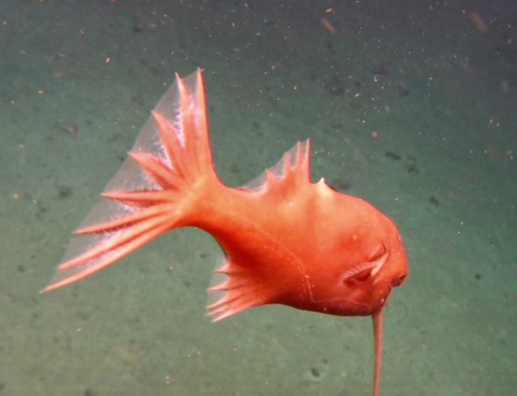 The second ever observation of an upside-down angler fish, during a recent Fendouzhe expedition. Photo: IDSSE