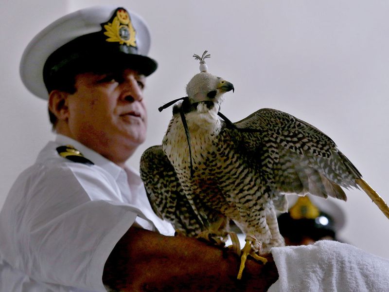 Pakistan smuggled falcons gallery 