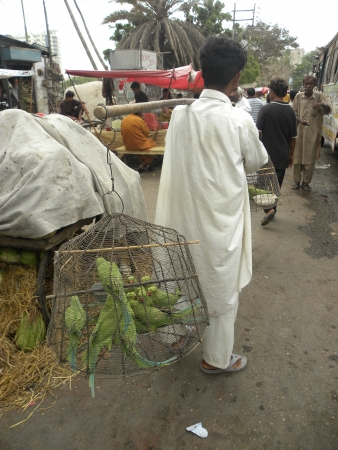 14443743-pakistan-karachi-street-vendor-selling-birds-parrots-in-caged-on-street-roads-today-on-sunday-15-jul.jpg