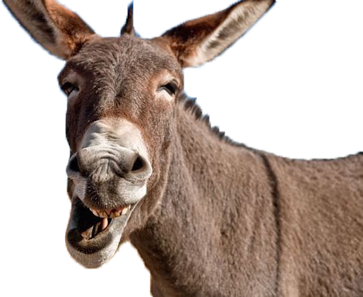 comic-donkey-face-png-image-8.png