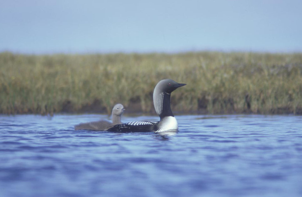 Arctic_Loon_and_brood.jpg