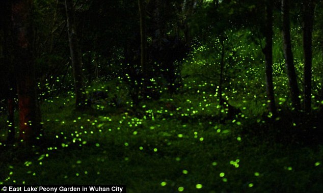 2D7EE87300000578-0-image-a-46_1445085608488.jpg