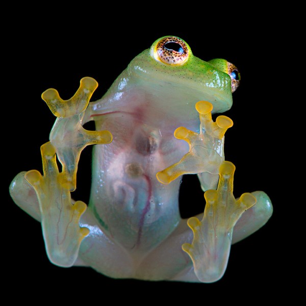 Northern-glassfrog-Hyalinobatrachium-fleischmanni-Alejandro-Arteaga-600x600.jpg