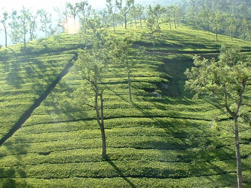 Nilgiri+Hills+Green.jpg