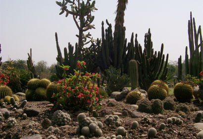 cactus-garden2.jpg