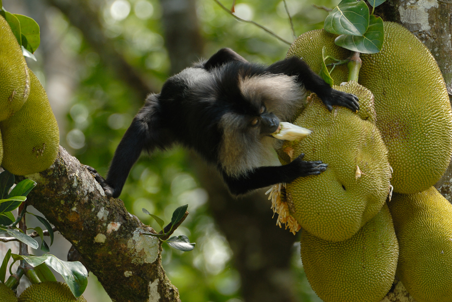 KalyanVarma-lion-tailed-macaque-03-_DSC0862.jpg