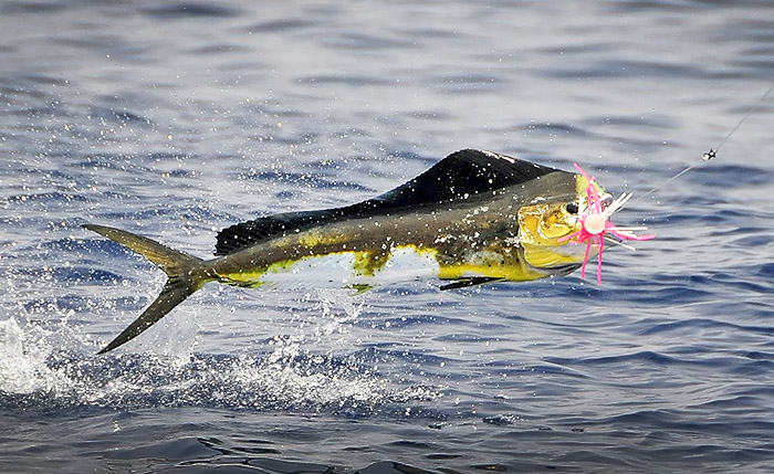 mahi-mahi-venice-mgfc.jpg