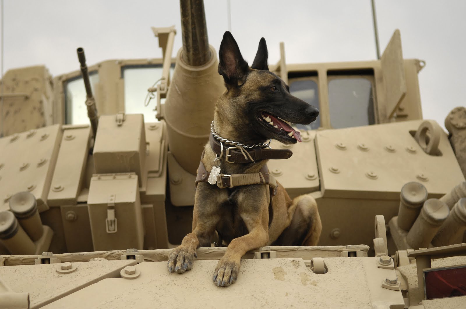 Belgian_Shepherd_Malinois_on_top_of_tank.jpg