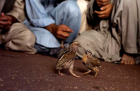 seamus-murphy-2006-photojournalism-third-place-award-bodahna-birds-fighting-in-afghanistan.jpg
