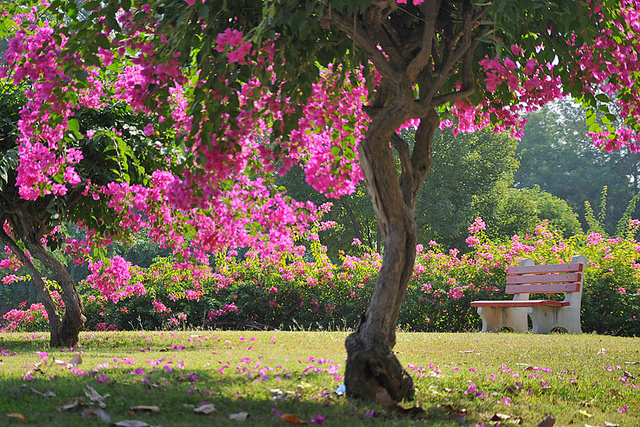 Bougainvillea-Garden-in-Chandigarh2.jpg