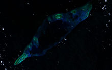 220px-Fiery_Cross_Reef_LANDSAT_2000.jpg