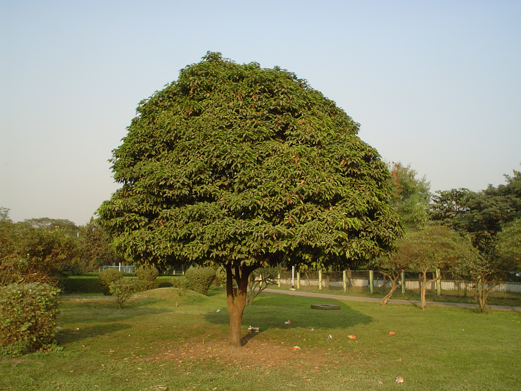 Mango_Tree_-_Kolkata_2008-12-12_01961.JPG