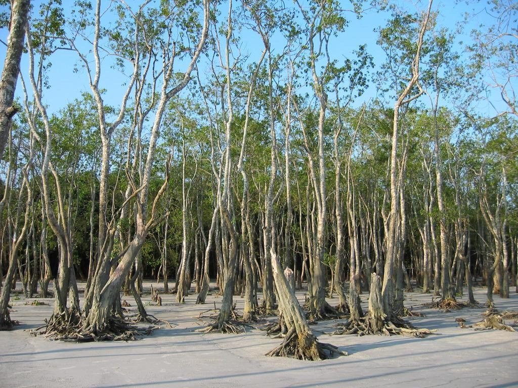 sundarban%2Bforest2.jpg