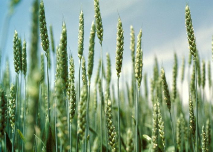 Hybrid-Wheat-696x497.jpg