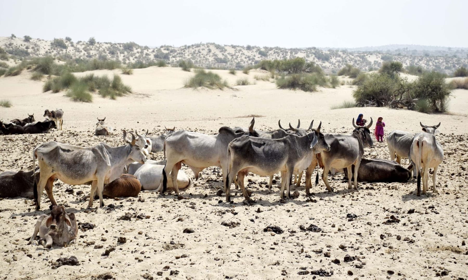 A herd of cattle in Achhro Thar, Khipro, Sindh. — Photo by Umair Ali