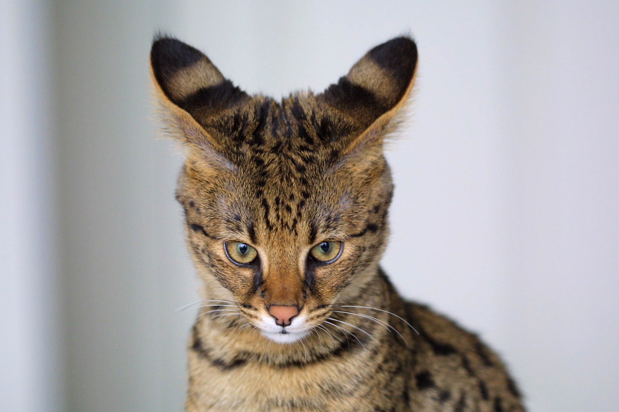 Savannah_Cat_closeup.jpg