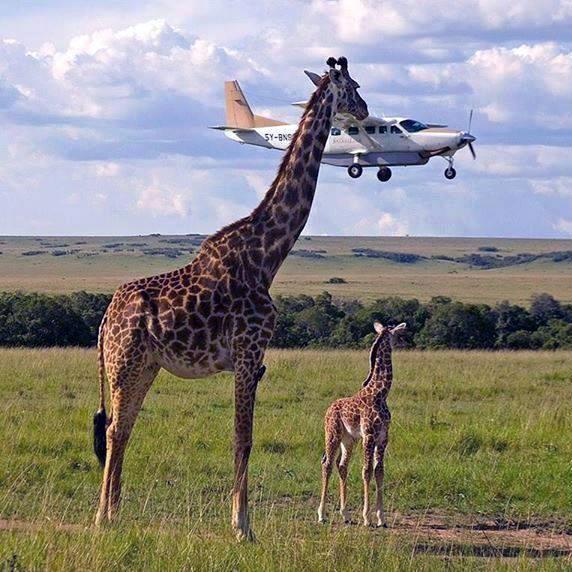 Giraffe-Airplane-Optical-Illusion.jpg