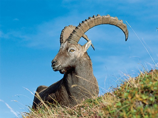 markhor.jpg