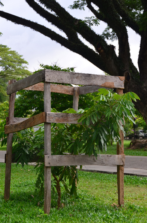 Sri-Lanka-Tree.jpg