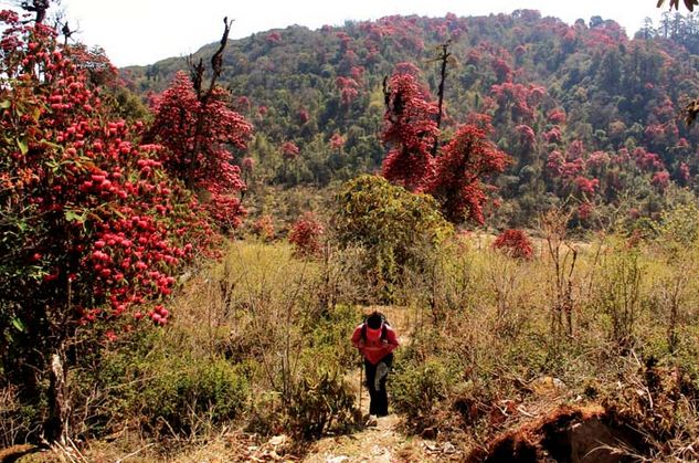 Varsey-Rhododendron-Sanctuary.jpg