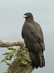 220px-Black_eagle.jpg