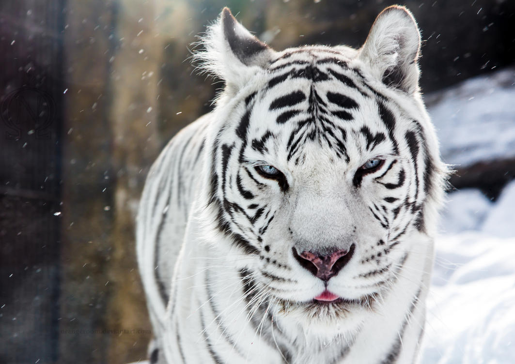 white_tigress_winter_portrait_ii_by_orangeroom-d5xm6t3.jpg