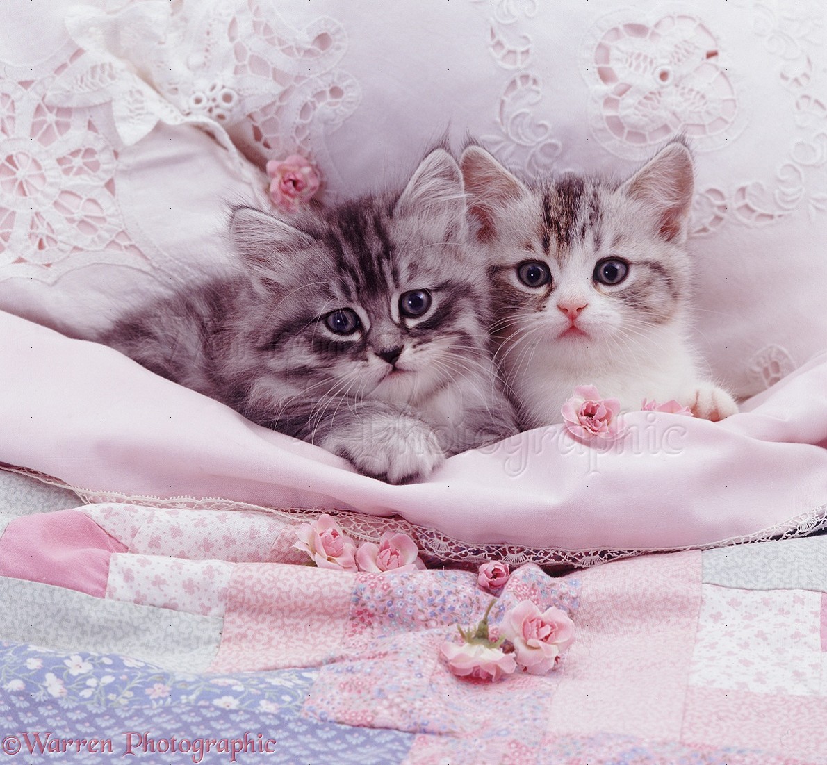 07673-Silver-kittens-in-pale-pink-bed.jpg