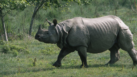 Indian Rhinoceros. Photo: Collected