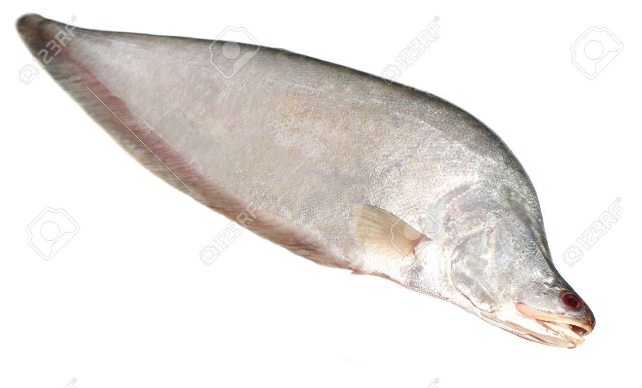 15777934-humped-featherback-or-fresh-water-chitol-fish-of-southeast-asia.jpg