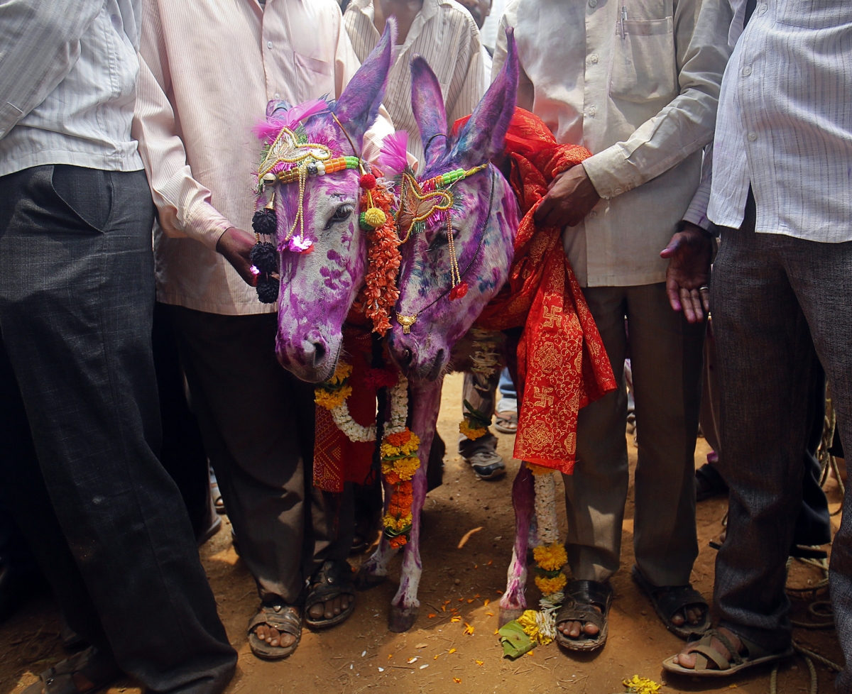 india-monsoon-donkey-weddings.jpg