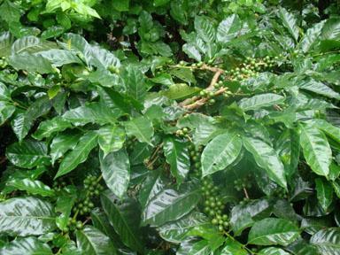 Coffee-Plantation-in-Karnataka.jpg