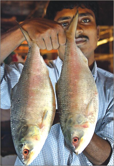 hilsa10-6.jpg