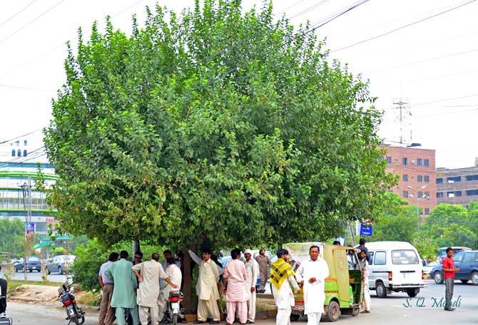 13-toot-road-side-trees-qamar-mehdi-670.jpg