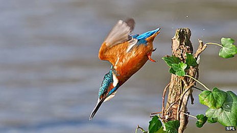 _56332284_kingfisher464.jpg