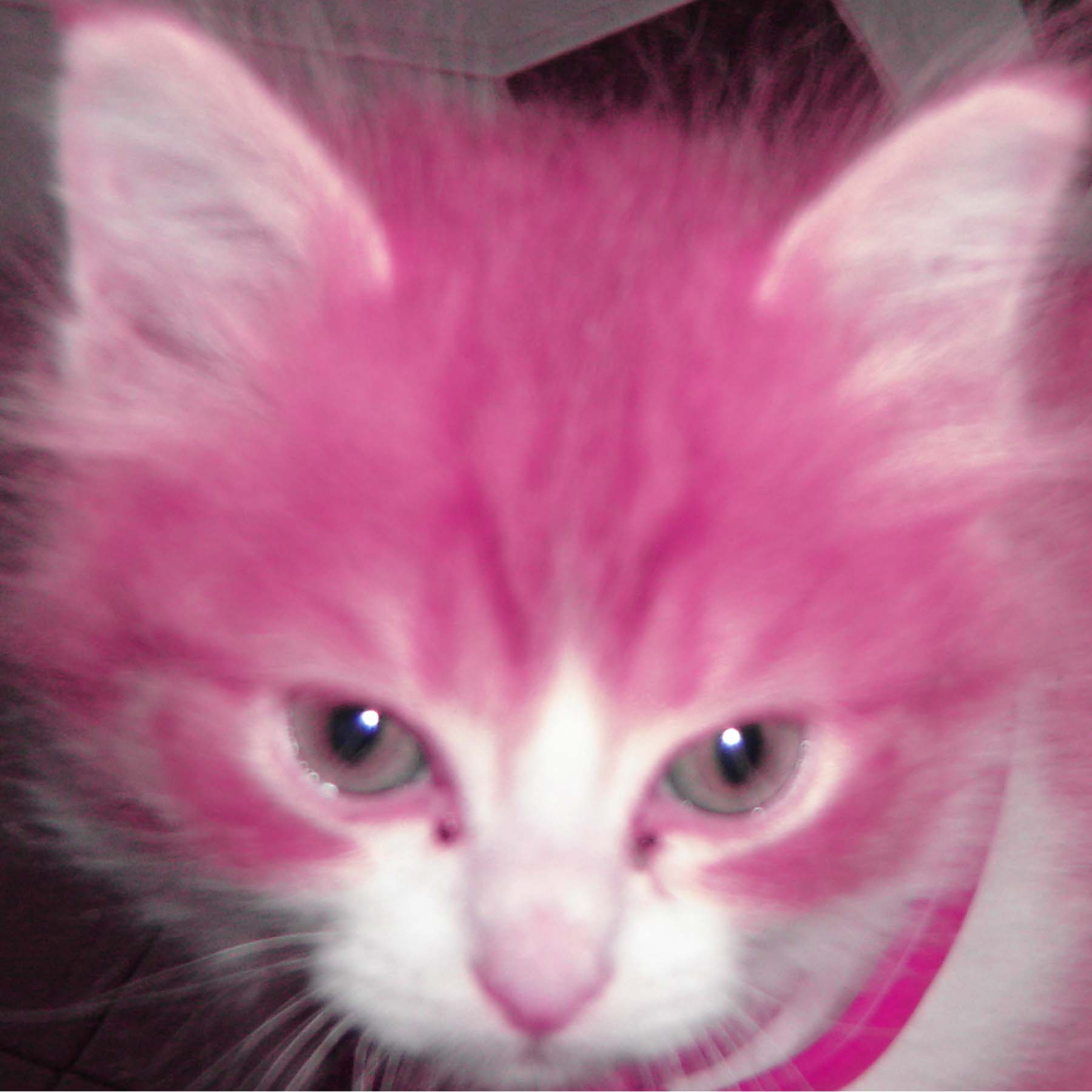 Pink_Cat_by_tiagocorreia.jpg