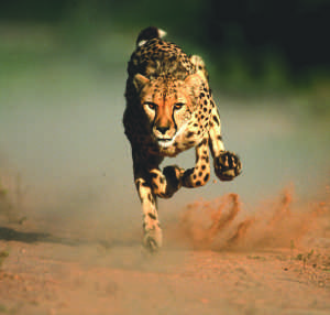 cheetah_front_new.jpg