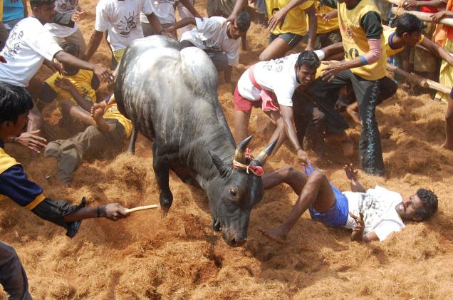 jallikattu1.jpg