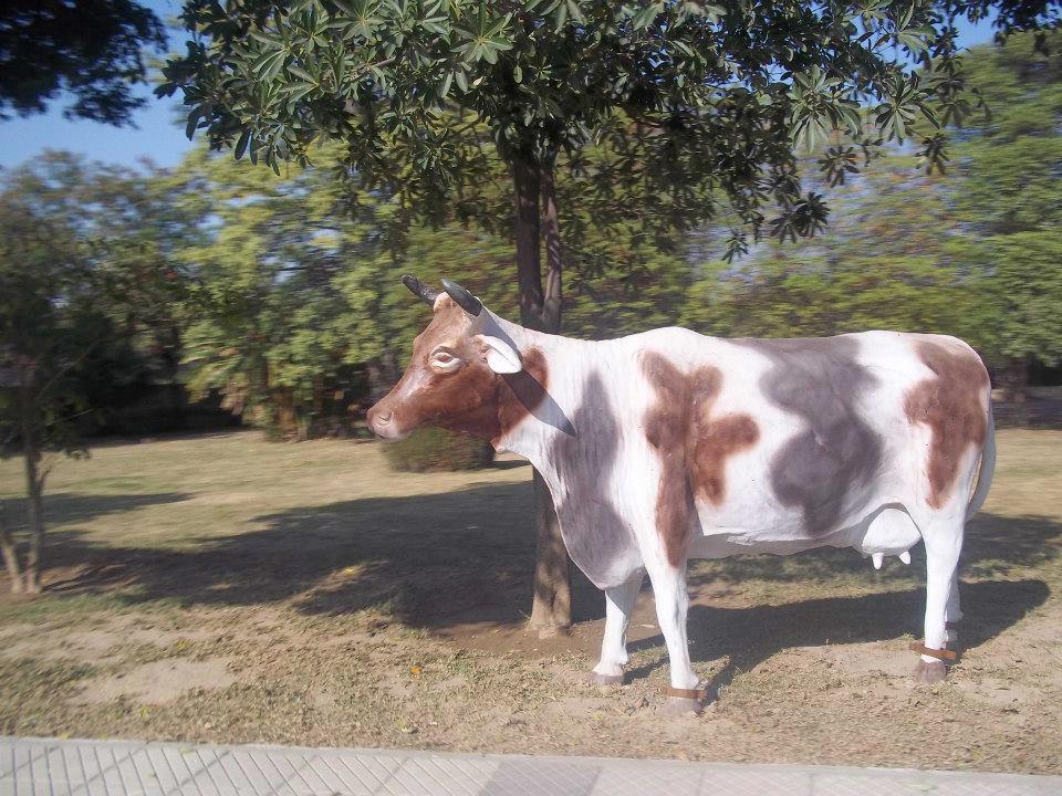 Cow+In+Bahria.jpg