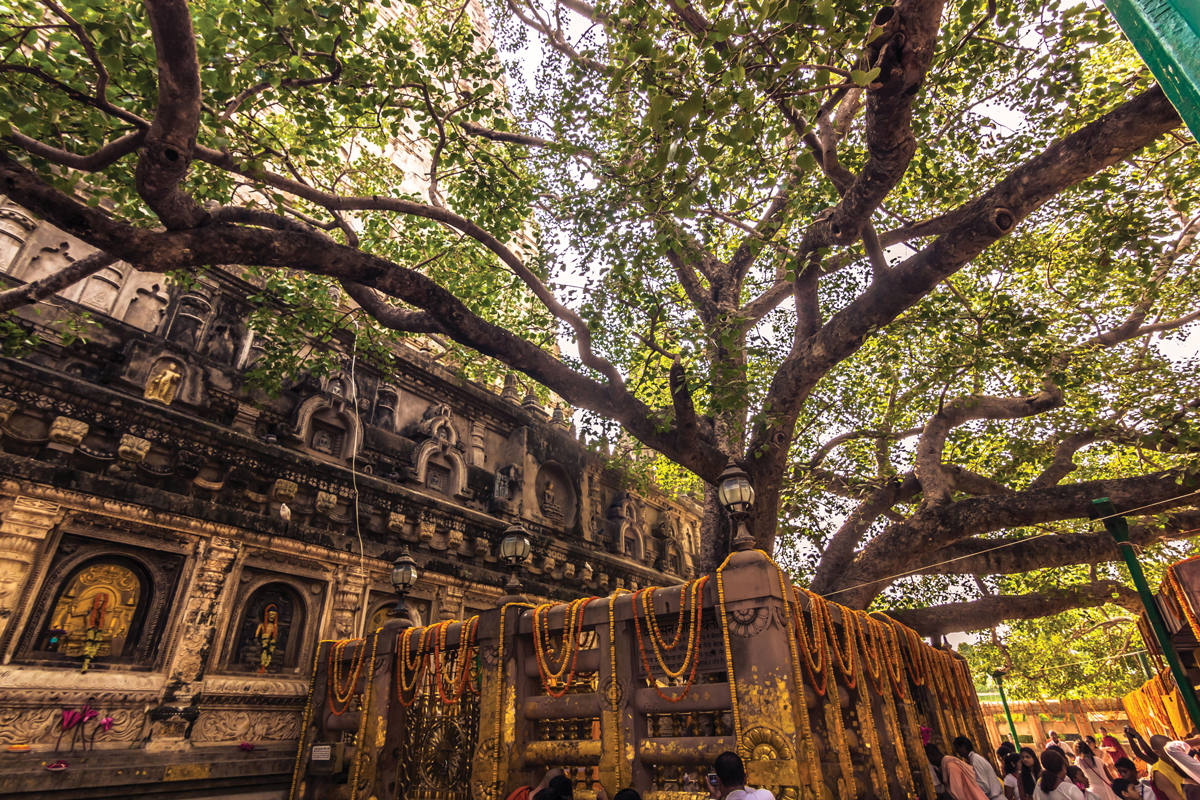 bodhi-tree.jpg