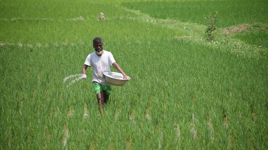 A farmer strews fertiliser on the paddy field. The picture was taken from Darugram at Sherpur in Bogura on 22 August. 