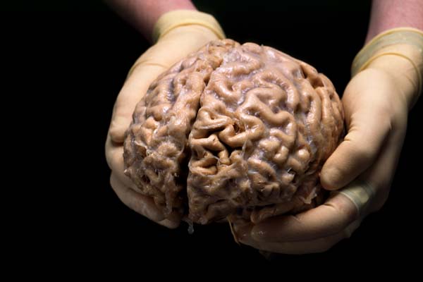 Human_brain_hands00_2.jpg