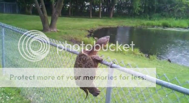 Turtle-climbs-fence.jpg