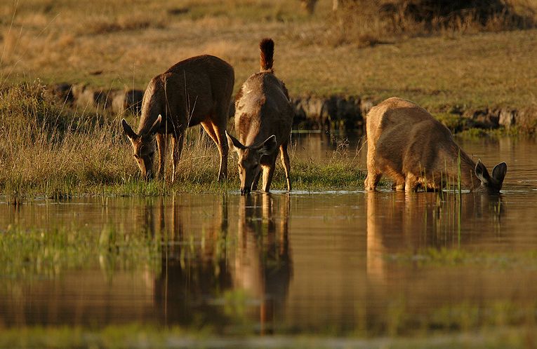 pench-national-park3.jpg