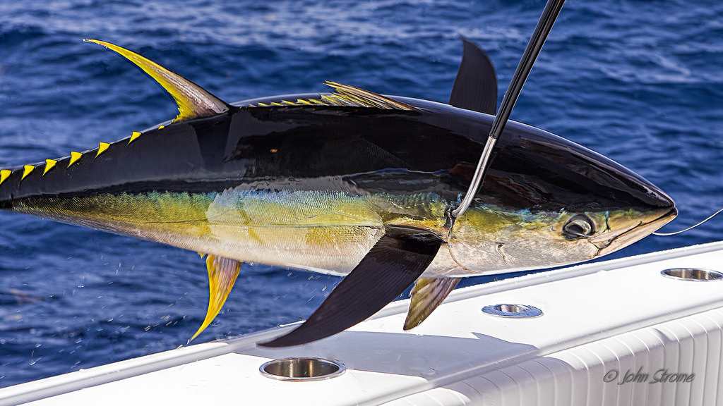 yellowfin-tuna-venice-mgfc-strome-7510.jpg