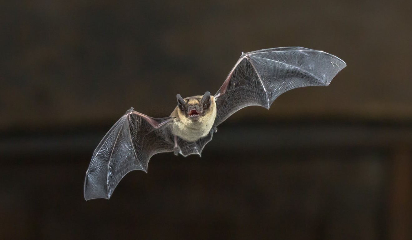The NIH said EcoHealth did not immediately report findings suggesting their experiment could have improved how well a bat virus could grow in mice. Photo: Shutterstock